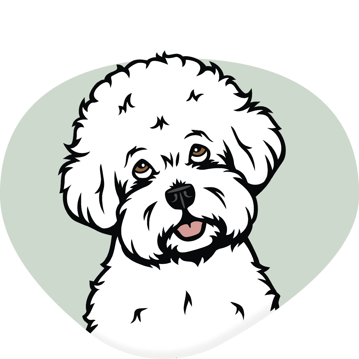 Bichon Frisé