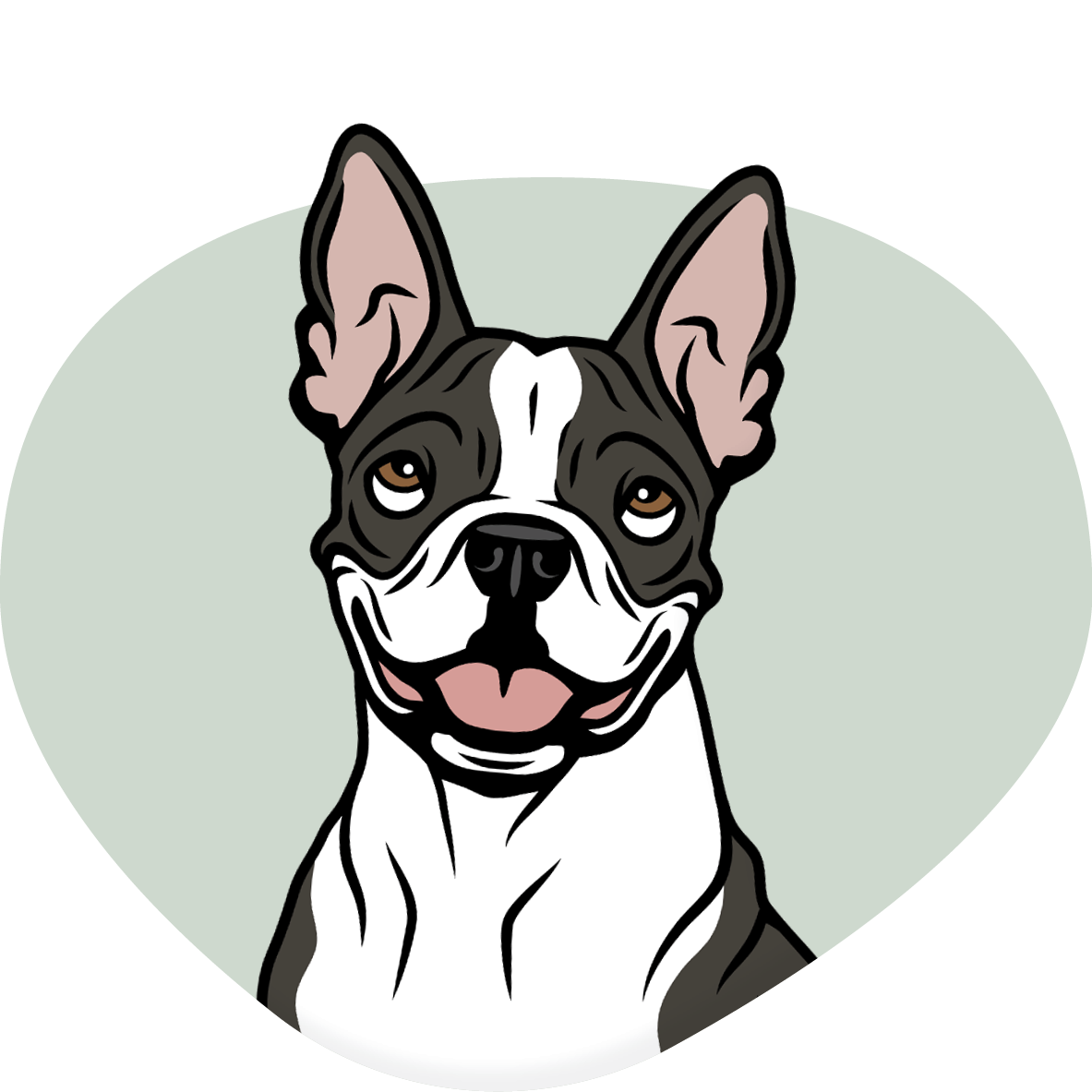 Boston Terrier