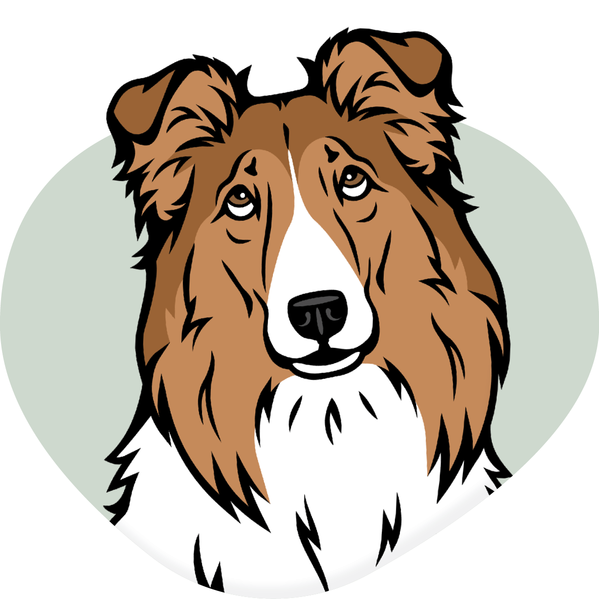 Collie/Shetland Sheepdog